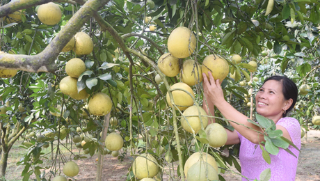 Cây bưởi đặc sản mang lại thu nhập cao cho người dân xã Đại Minh, huyện Yên Bình.